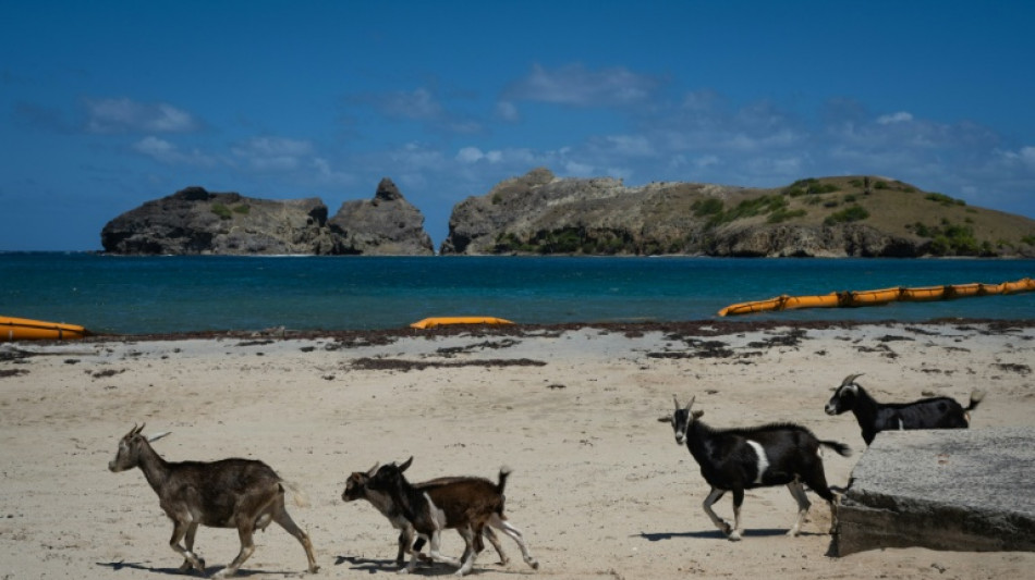 Goat vs gecko: A tiny Caribbean island faces wildlife showdown
