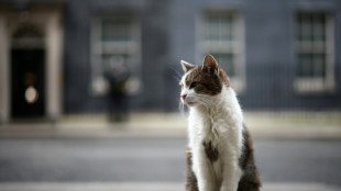 Paw patrol: Larry the cat marks 15 years at 10 Downing Street