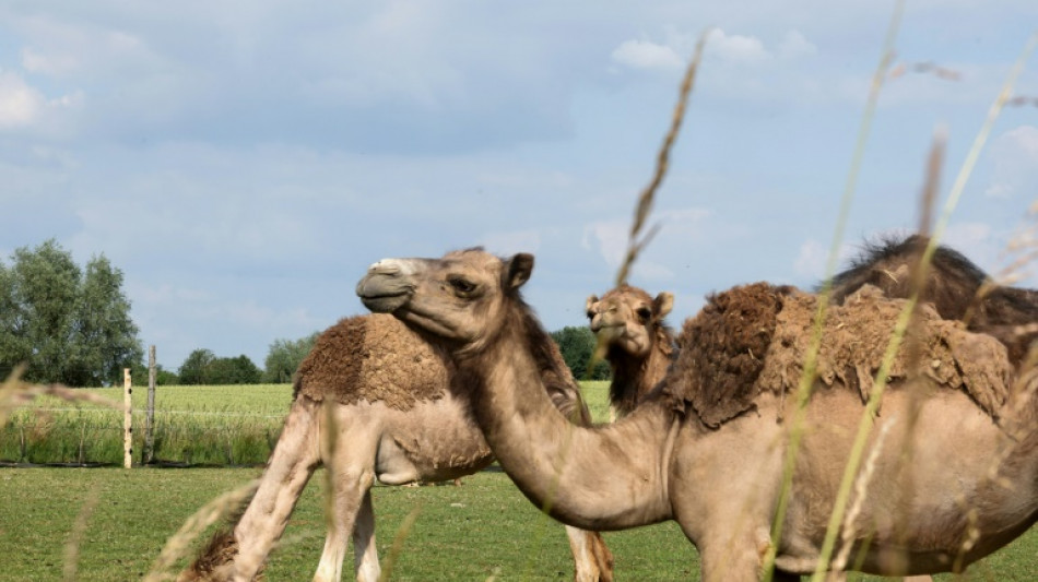 Au pays du maroilles, un éleveur parie sur le lait de chamelle
