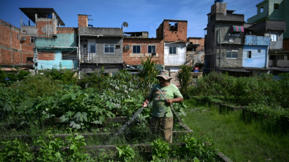 Br&eacute;sil: &agrave; Rio, des potagers g&eacute;ants pour produire du bio en pleine ville