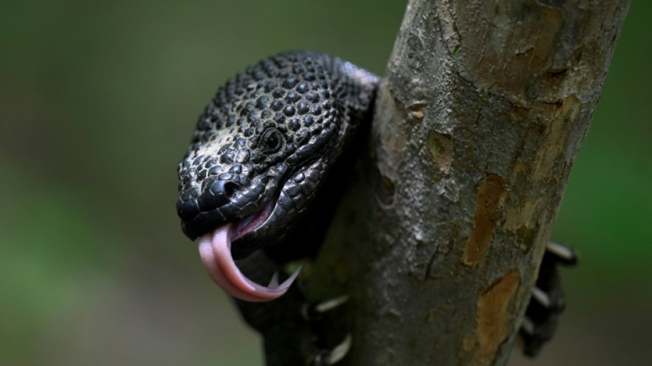 Saving Guatemala's poisonous 'Sleeping Child' lizard