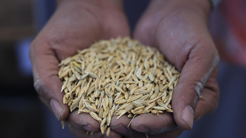 L'orzo ha geni che lo aiutano a germinare in terreni allagati