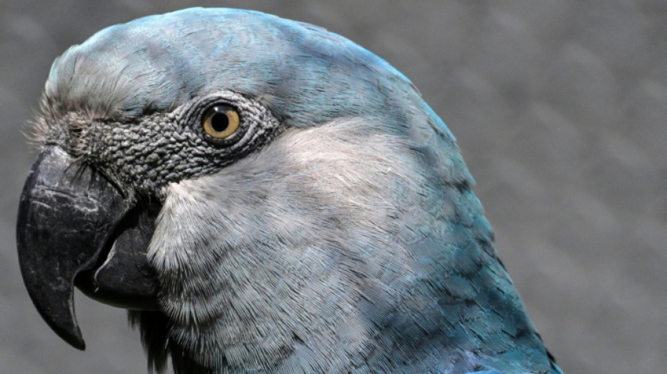 Laut schreiender Papagei l&ouml;st Polizeieinsatz in Rheinland-Pfalz aus