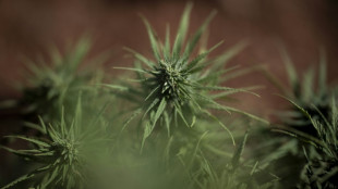 Zwölf Cannabisplantagen bei Großrazzia in mehreren Bundesländern entdeckt