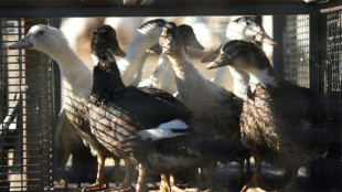 Grippe aviaire: mort d'un chat test&eacute; positif dans les Deux-S&egrave;vres