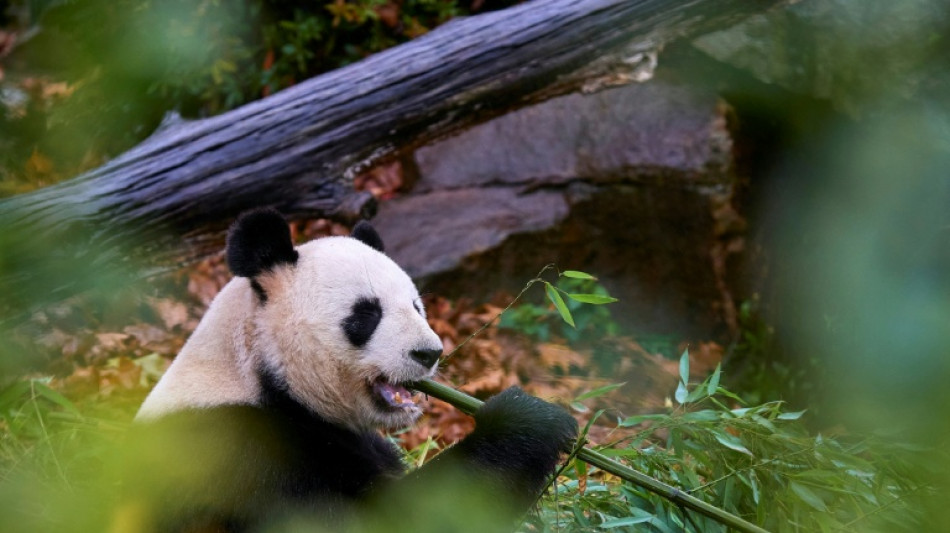 Beauval: derniers adieux &eacute;mus du public, avant le retour des pandas en Chine mardi