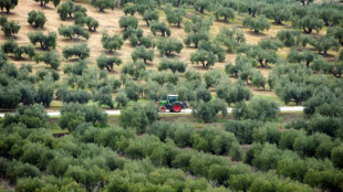 En Espagne, un village veut sauver ses oliviers face à l'essor du photovoltaïque