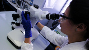 Vista in azione l'alleanza letale tra inquinanti e microplastica