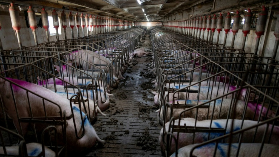 M&eacute;xico suspende las importaciones de carne de cerdo espa&ntilde;ola por la peste porcina africana