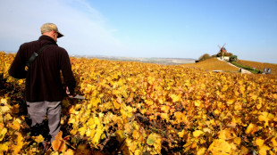 Saisonniers: la Champagne en ordre de bataille pour &eacute;viter les "d&eacute;rives" des vendanges 2023