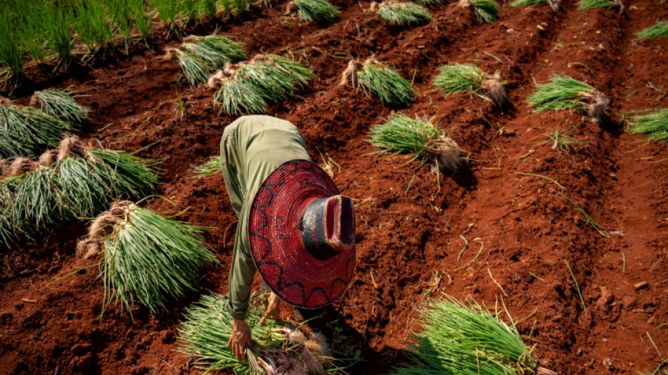 A Cuba, toujours plus de denr&eacute;es import&eacute;es que d'aliments cultiv&eacute;s