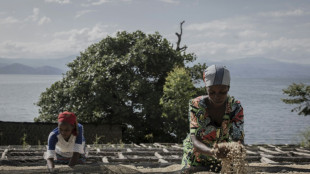 RD Congo: sur l'&icirc;le d'Idjwi, l'arabica du Kivu au f&eacute;minin