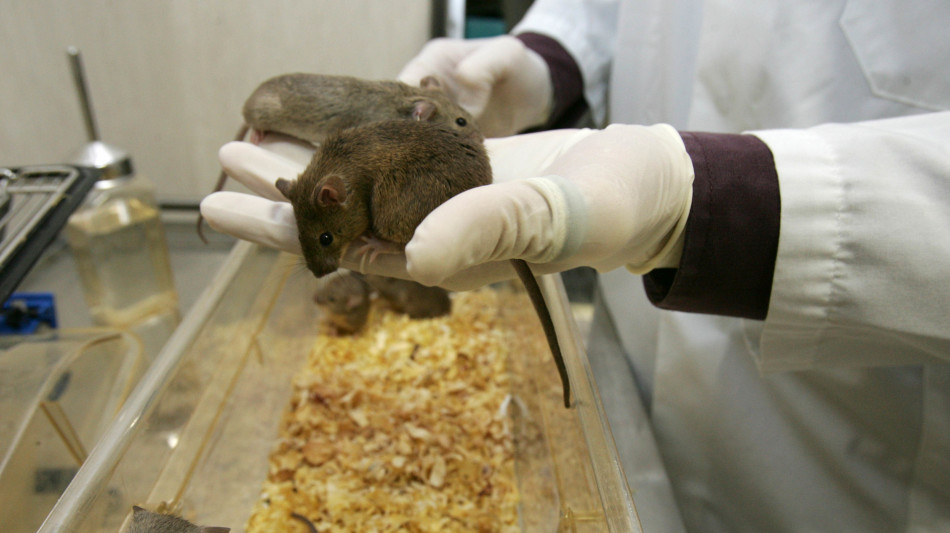 Nuovo farmaco anti-obesità, da test su animali -12% del peso