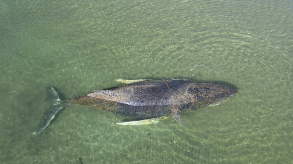 Wal in der Ostsee: Tier hat sich in Wismarbucht wom&ouml;glich erneut festgeschwommen