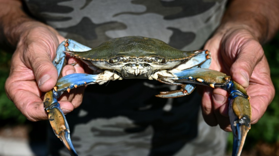 Les palourdes italiennes en p&eacute;ril face &agrave; l'invasion de crabes bleus