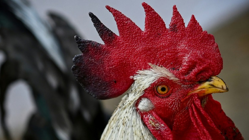 Gericht: Hähne und Bienen auf städtischem Wohngrundstück nicht erlaubt