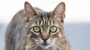 Wuppertal: Feuerwehr und Schornsteinfeger retten in Kaminschacht gest&uuml;rzte Katze
