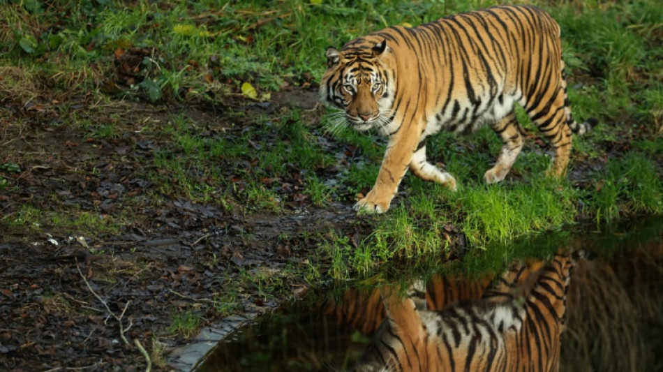 Nach Tiger-Vorfall in Sachsen: Zoo-Verband gegen Haltungsverbot f&uuml;r Privatleute