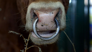 Angeblich gestohlenes Bullensperma: Entwarnung nach Prüfung von Lagerbeständen