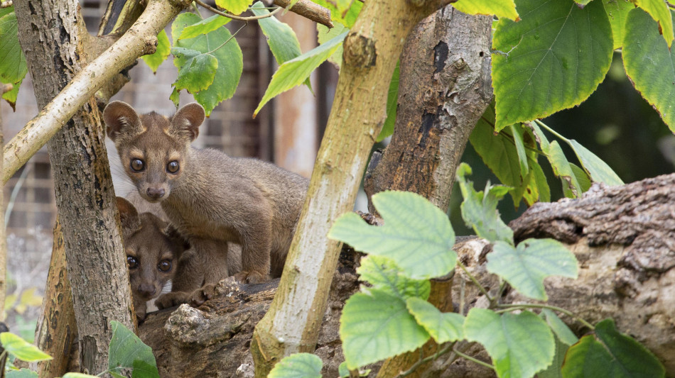 Allo zoo di Napoli nati 4 Fossa, i primi in Italia
