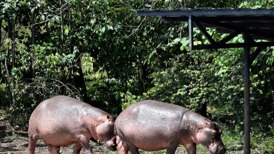 Colombie : les hippopotames d'Escobar seront pour partie euthanasi&eacute;s, st&eacute;rilis&eacute;s et d&eacute;plac&eacute;s