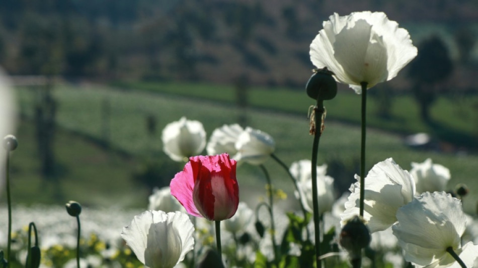 Opium poppy farming hits 10-year high in war-torn Myanmar