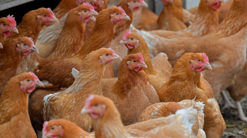 Polizisten in Niedersachsen gehen in Wald auf Hühnerjagd