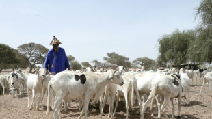 A Dakar, les &eacute;meutes meurtri&egrave;res brident l'arriv&eacute;e des moutons de Tabaski