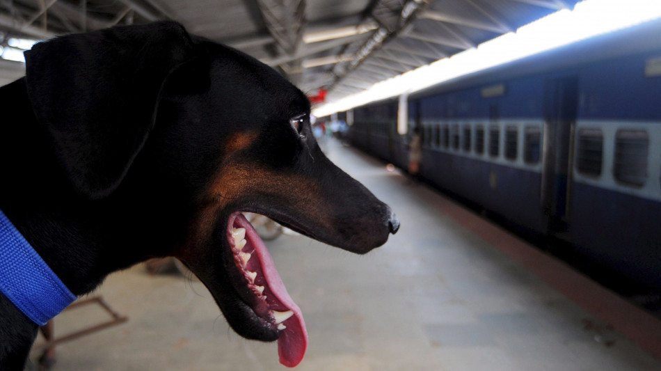 L'Ue a Trenitalia, 'bene i viaggi estivi gratis per i cani'