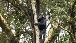 Chimpanzés consomem álcool diariamente, indica estudo