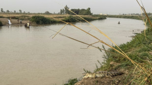 "Les oiseaux ne viennent plus": le nord du Nigeria face à la perte de biodiversité