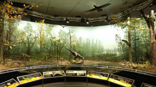 Trovati i primi dinosauri 'cornuti' europei, la loro identit&agrave; incerta per anni