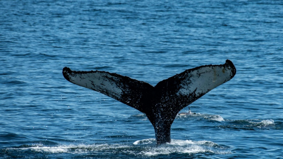 In Ostsee herumschwimmender Buckelwal nun in Flensburger gesichtet