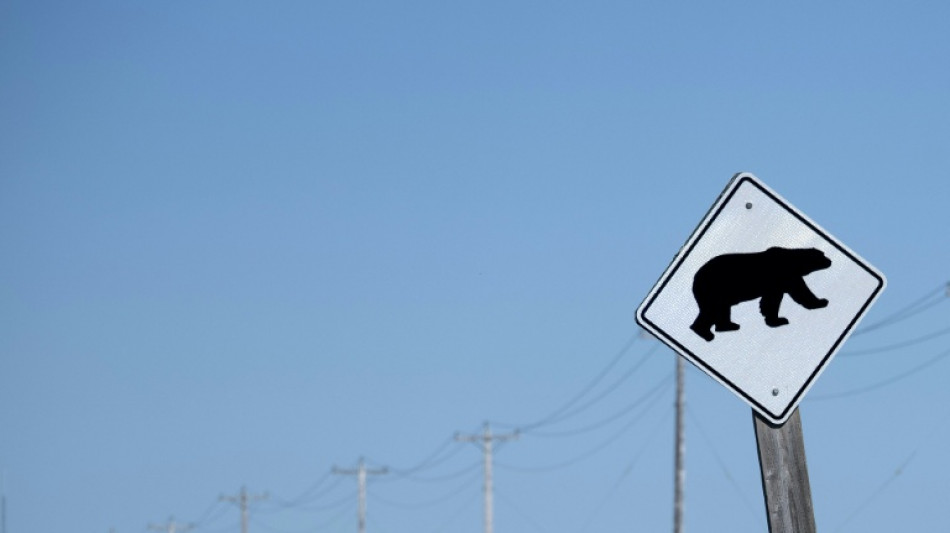 Canad&aacute; busca a oso que atac&oacute; a grupo escolar y dej&oacute; dos heridos graves