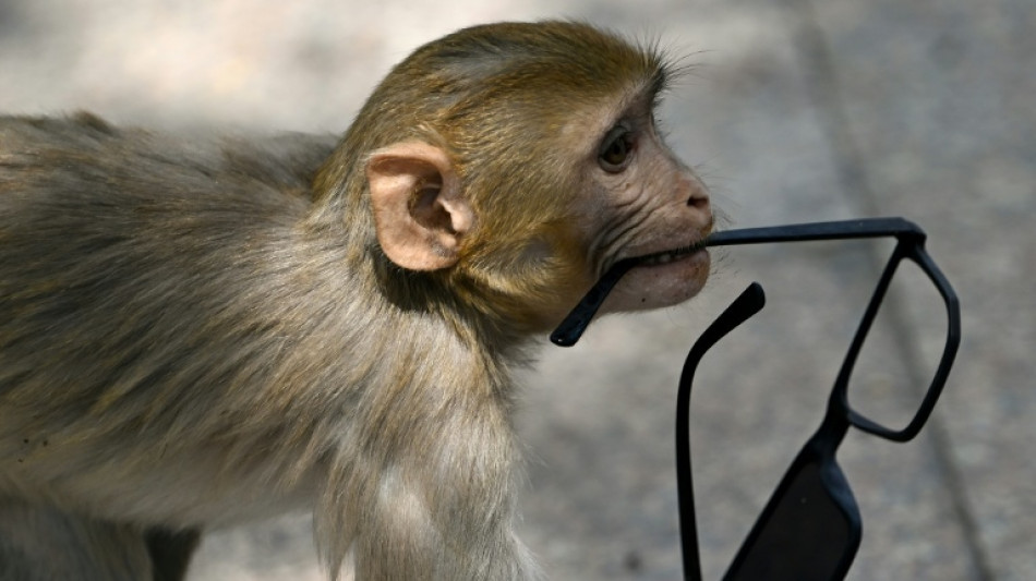No monkey business: India 'whisperers' guard world championships