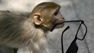 No monkey business: India 'whisperers' guard world championships