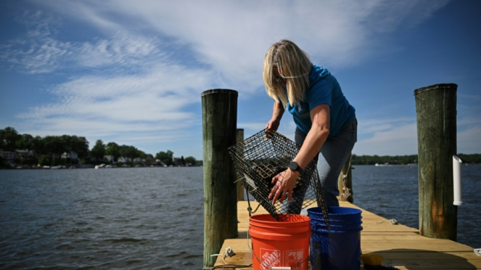 Aux Etats-Unis, des volontaires élèvent des huîtres pour nettoyer les mers