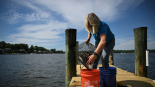 Aux Etats-Unis, des volontaires élèvent des huîtres pour nettoyer les mers