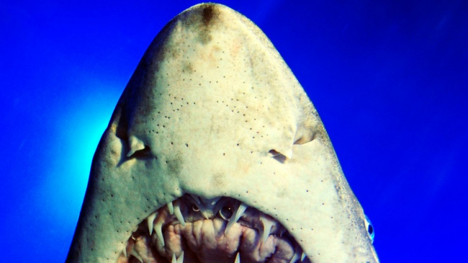 Übersauerung der Ozeane: Haie könnten ihren Biss verlieren