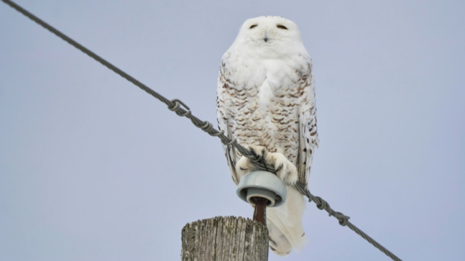 Deutschland Gastgeber n&auml;chster Konferenz zum Schutz wandernder Tierarten