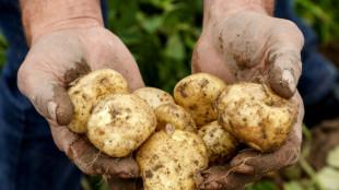 &Uuml;ber 63 Kilo pro Kopf: Kartoffelverbrauch in Deutschland steigt auf Rekordniveau