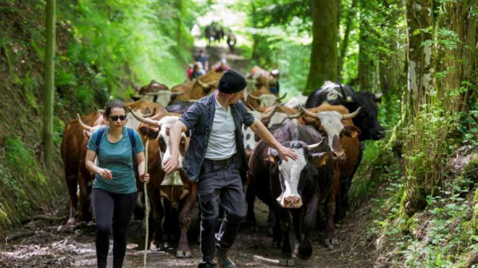 La pratique ancestrale de la transhumance rena&icirc;t dans les Vosges