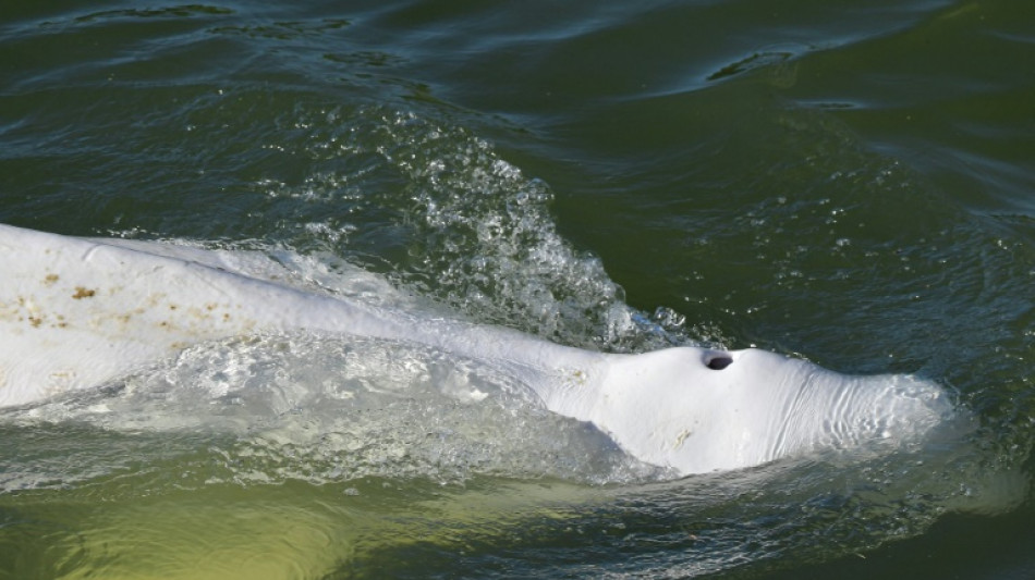 'Little hope' of saving beluga whale stranded in Seine river