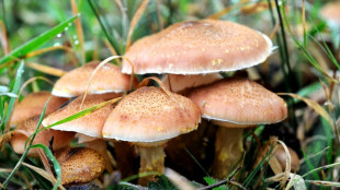 40 Jahre nach Tschernobyl: Selbst gesammelte Pilze bei ma&szlig;vollem Verzehr unbedenklich