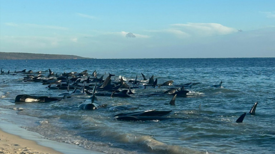 Australie: des dizaines de cétacés s'échouent sur une plage