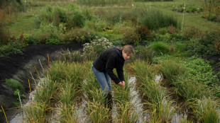 Grâce au changement climatique, le pari "pas si fou" de cultiver le riz en Angleterre