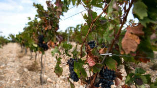 Wetterextreme weltweit f&uuml;hren zur schlechtesten Weinernte seit &uuml;ber 60 Jahren