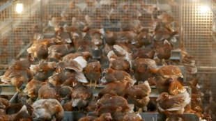 Países Bajos sacrifica 300.000 pollos tras un brote de gripe aviar
