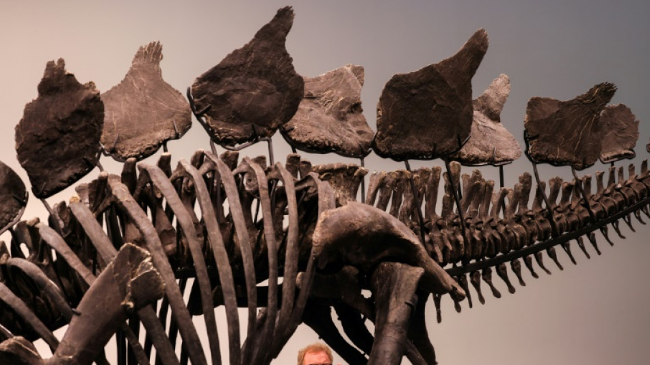 Gr&ouml;&szlig;tes Stegosaurus-Skelett soll in New York versteigert werden