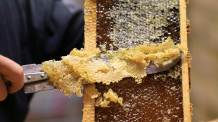 R&eacute;colte de miel 2026 : des abeilles d&eacute;boussol&eacute;es par la s&eacute;cheresse